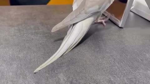 A bird that is dancing to a guitar