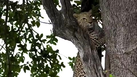 Leopard'sUhbelevable Tree Climb!