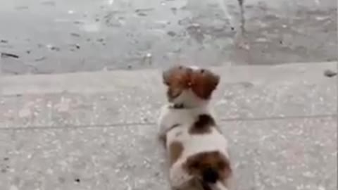 Un cachorro se tumba en plena calle a contemplar la lluvia y se convierte en toda una sensación