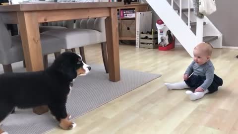 Watch this cute cute pooch