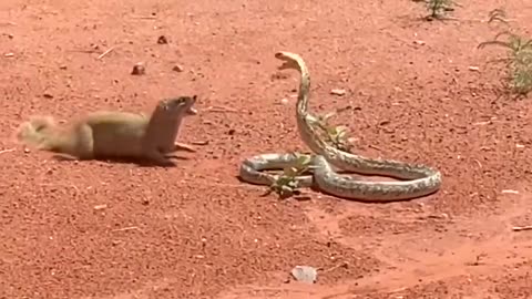 Even King Cobra Is Afraid of This Snake Killer