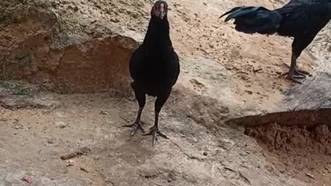 Black chicken