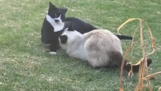 Two Cats FIght