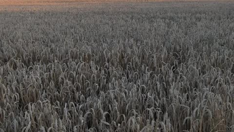 Harvesting wheat with New Holland Part 2