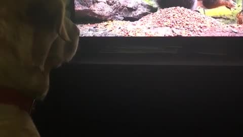 Dog stares at tv squirrel