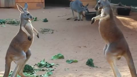 2 kangaroos Zander and Tasman are having a MMA training session! (Marsupial Martial Arts) 🦘🥊🦘