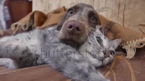 CAT and DOG on a relation must beautifull