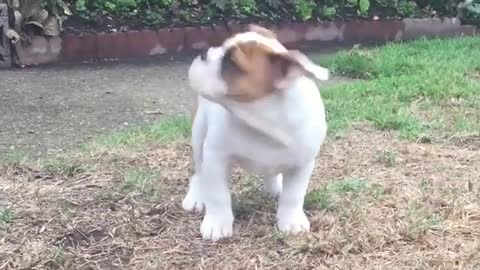 Cute Puppy sees rain for the first time