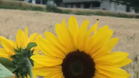 Sunflower in pakistan