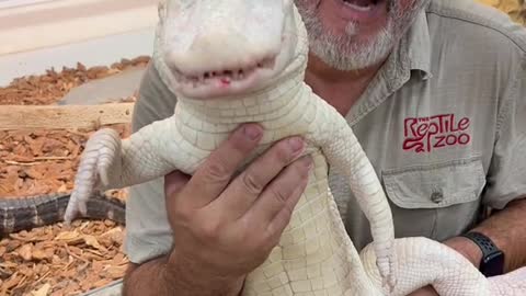 Albino American alligator love their food