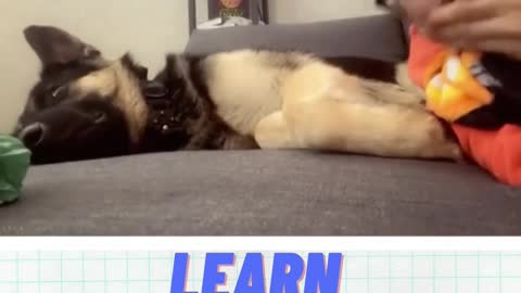 Learn Pet Training Secrets | Link In Description