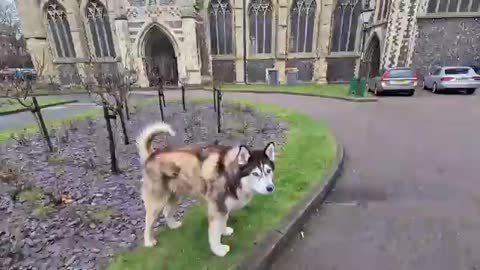 Embarrassing Husky tries to Fight a Priest!