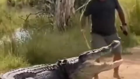 Giant Croc Responds to Gentleman's Charms😊