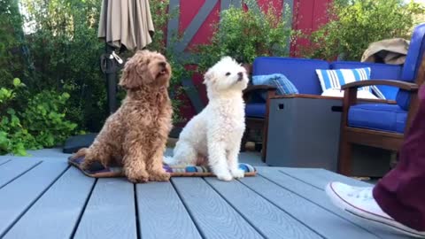 Talented poodle duo love training together