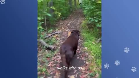 Bossy Cat Ruled The House Until Baby Lab Changed Everything.