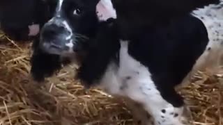 They think this puppy is a calf!