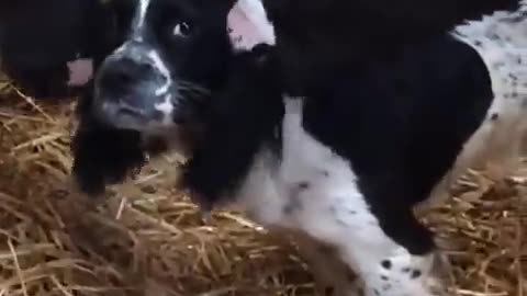 They think this puppy is a calf!