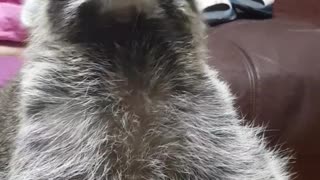 Raccoon wants to eat pineapple