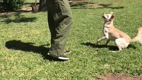 Owner in blue shirt and green pants gets brown dog to jump up high for treat