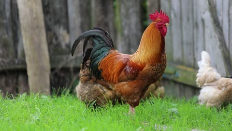 Several chickens clucked in the garden