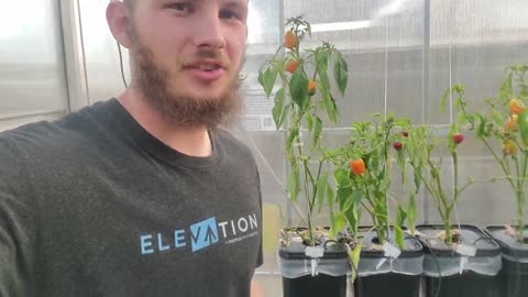 First Harvest, Follow-Up, and a Few Upgrades at the HYDROPONICS GREENHOUSE