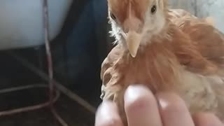 I pet the chicken