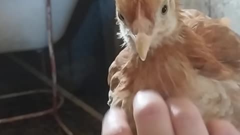 I pet the chicken