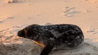 Watching the Sunset With a Baby Seal