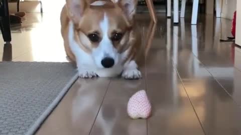 This dog secretly ate strawberries that fell on the ground