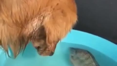 smart dog taking a fish