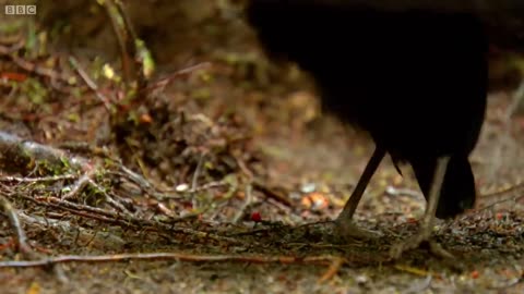 Birds Of Paradise | Appearance Count | Mystery of Wildlife