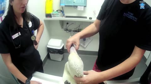 Injured Pelican goes to the Twinnies this is Persi.mp4