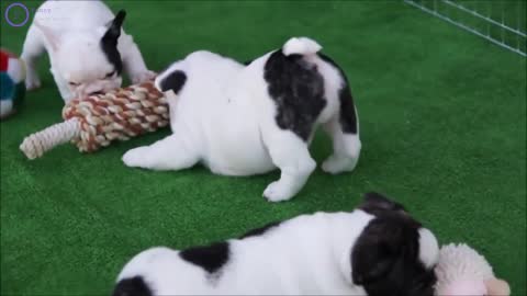 Funny Doggy Videos that Make Me Burst Into Tears Laughing!