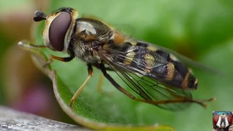 Capture The Moment Of Pooping Small Insects