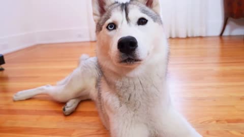 Dog Tries Talking Buttons and Uses Them to SWEAR! Skaya Siberian