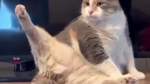 funny cat videos