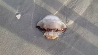 Jellyfish Jump Scare