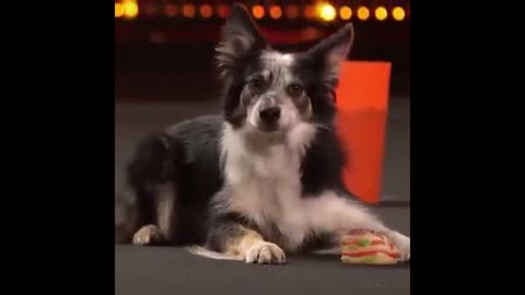 Talent Show- Doggy Performance - Amazing Skill