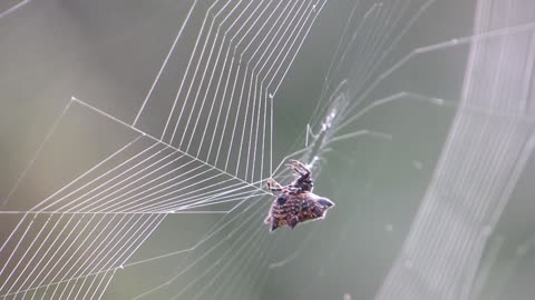 Insect spider weaving
