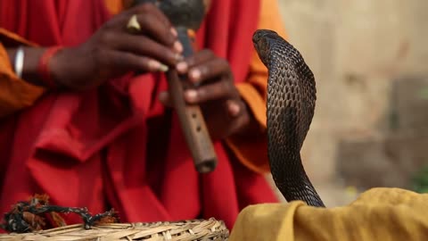 Snake being charmed by music played by man at street in Varanasi