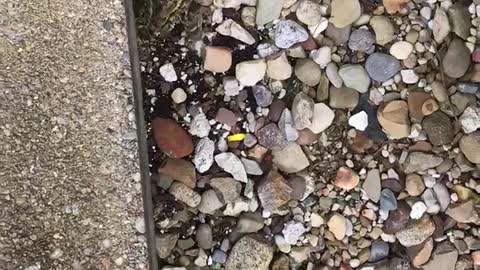 Superhero Mom Saves Frog from Snake