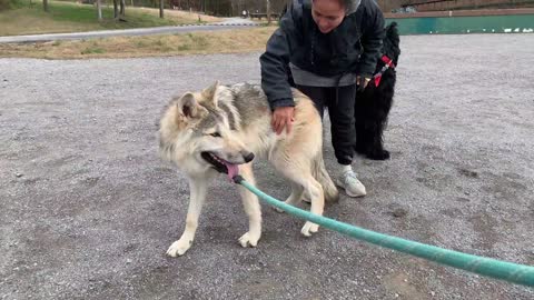 Amazing Wolfdog