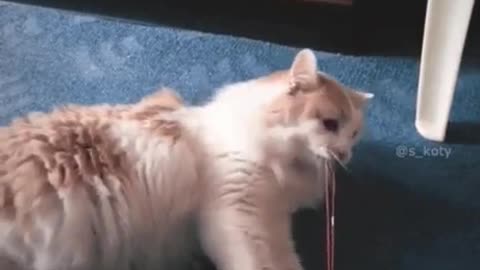 funny cats