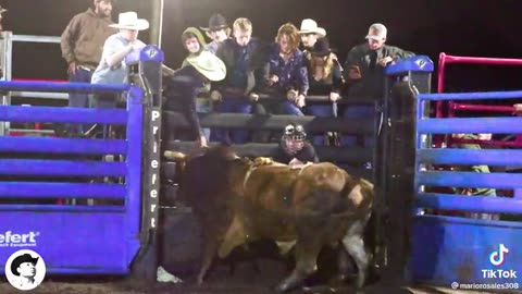 bull rider gets trapped in start gate with the angry bull