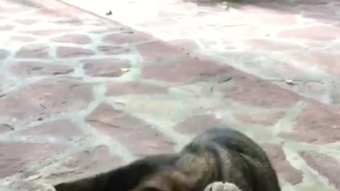 Funny cat wants to get inside