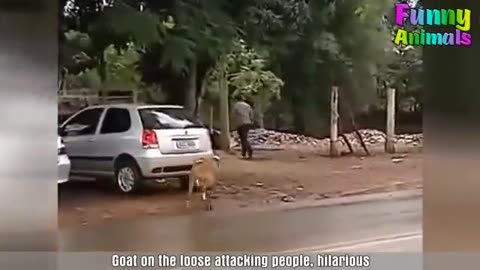 Funny Goats Attacking People Funny Animals Video