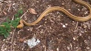 Yellow Rat Snake on the move