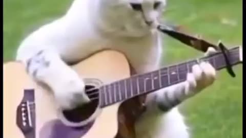 Talented Cat