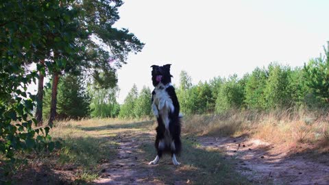 Big and funny black and white trained dog whirling and stands on its hind legs on command