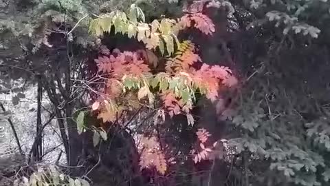 The Colors of Autumn